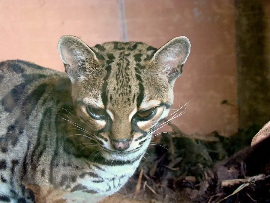 A close-up of an ocelot with spotted fur, large ears, and distinct dark markings on its face, sitting on the ground near some dried leaves and soil.