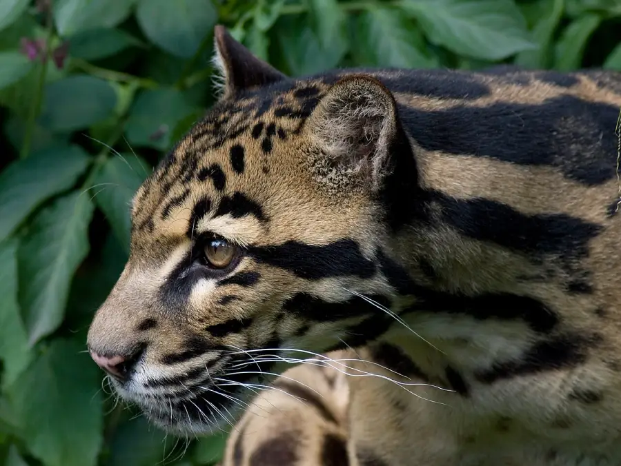 A close-up side view of a clouded leopard with distinctive dark markings on its tan fur, looking alert against a backdrop of green leaves.