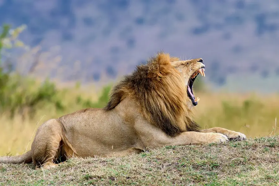 A male lion with a large mane lies on grassy ground, facing right and yawning with its mouth wide open, showing its teeth. Blurred grass and hills are in the background.