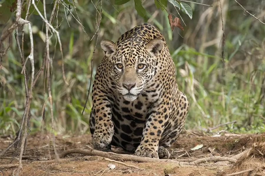 A jaguar crouches on the forest floor, surrounded by green foliage and branches, with its intense gaze focused forward.