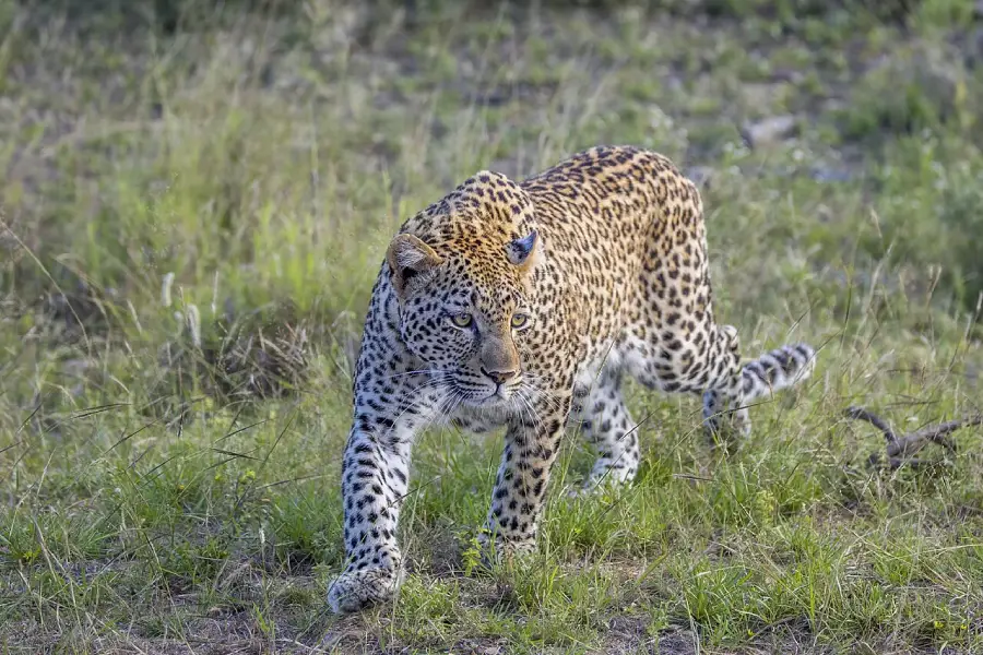 A leopard with distinctive black spots walks through green grass, focused and alert, with trees and vegetation in the background.