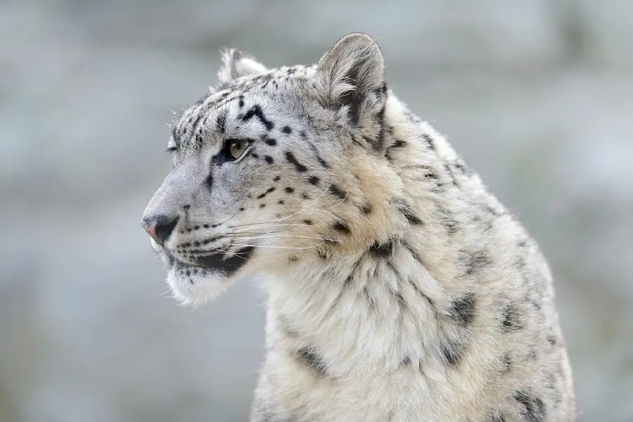 A close-up side view of a snow leopard with white and grey spotted fur, looking to the left against a soft, blurred background.