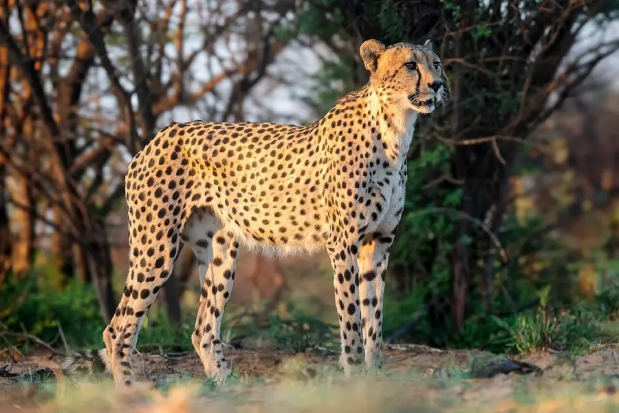 A cheetah stands alert on grassy ground in front of trees, its golden fur covered in black spots, looking off to the right in natural sunlight.