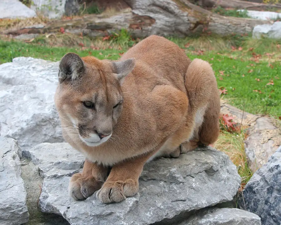 A cougar with tan fur crouches on gray rocks, looking to the side. The background includes green grass, fallen leaves, and large pieces of wood.