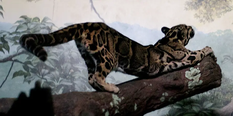 A clouded leopard stretches on a tree branch, with its spotted coat visible. The background shows foliage and a painted forest scene.