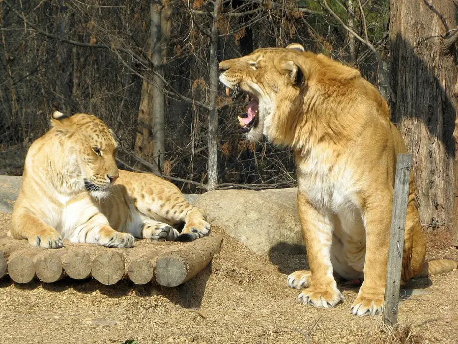 Two large liger cats; one is lying down and looking left, while the other sits upright and yawns or roars. Both have tan fur with faint stripes. They are outdoors on dry ground near trees.