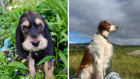 Split image: Left shows a fluffy puppy with dark fur and tan markings among green plants. Right shows an adult dog with white and brown fur sitting in a grassy field under a cloudy sky.