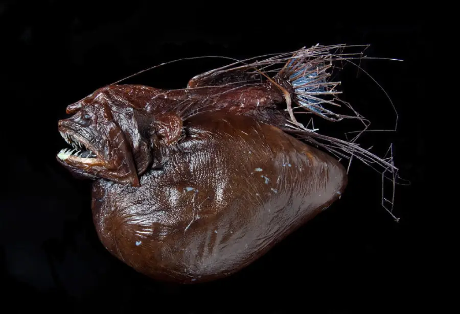 A dark, deep-sea anglerfish with sharp teeth, a bulbous body, and long, thin appendages extending from its head, shown against a solid black background.
