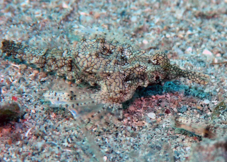 A camouflage dragonet fish with a mottled, net-like pattern blends into the sandy ocean floor, making it difficult to spot. Its body and fins match the surrounding textures and colors.