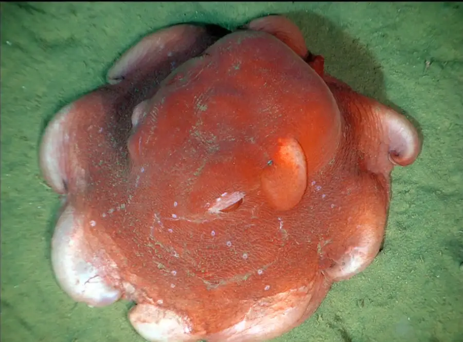 A reddish-orange dumbo octopus rests on a green, sandy ocean floor. Its rounded body and ear-like fins are visible, and its arms are curled underneath its body.