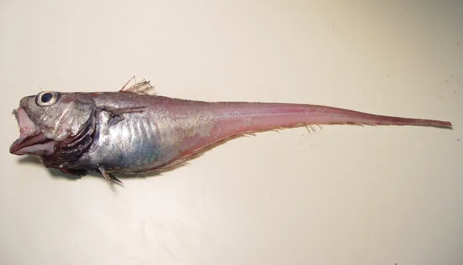 A silvery fish with a large eye, open mouth, and an elongated, tapering pinkish tail lies on a plain light surface.