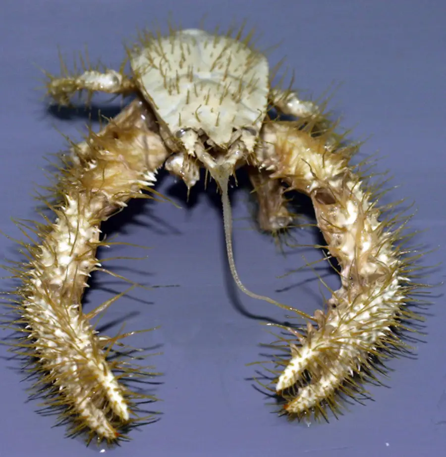 A spiny crab with long, hairy claws and a pale, textured shell is displayed against a plain purple background.