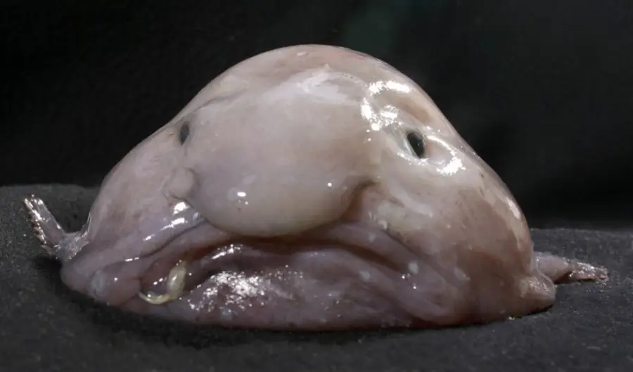 A pale, blob-like deep-sea fish with a large nose, small eyes, and a sad expression rests on a dark surface.