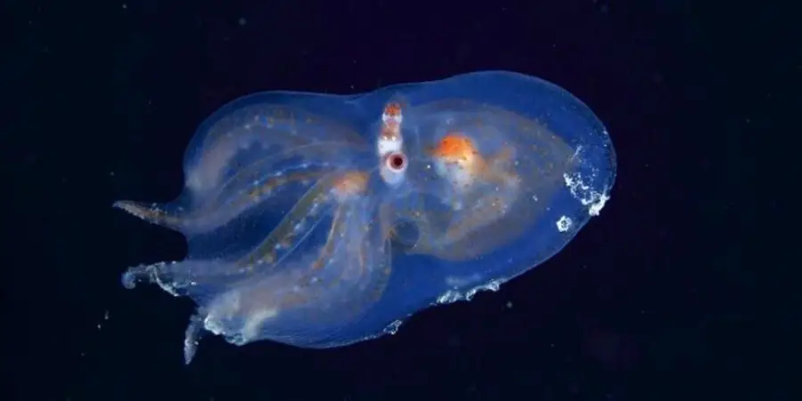A translucent deep-sea octopus with glowing orange eyes and faint spots is floating in dark water, its arms spread out and body illuminated by underwater lights.