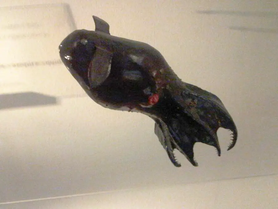 A dark, deep-sea creature with a rounded head, small fins, and tentacle-like limbs is displayed against a plain background.