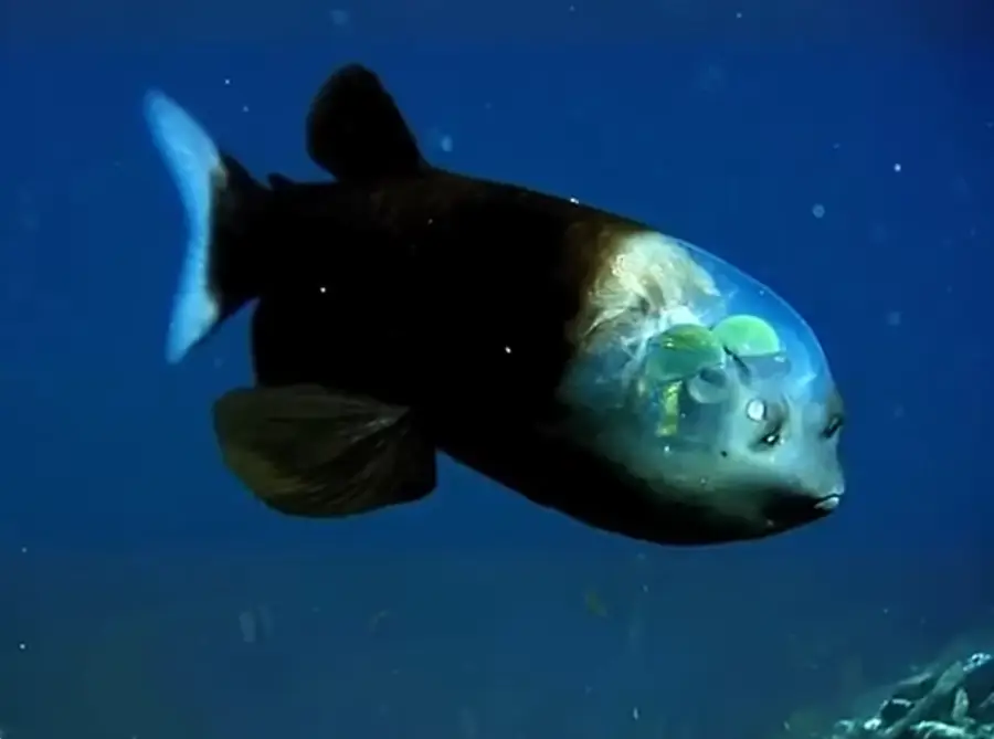 A fish with a transparent head swims underwater, revealing its internal organs and glowing green eyes inside its bulbous, see-through dome.