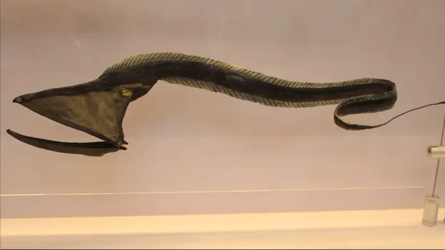 A preserved specimen of a black, elongated fish with a long body and a wide, open mouth, displayed in a glass case against a plain backdrop.