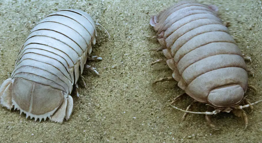 Two large, pale, segmented isopod crustaceans on sandy ground, shown from above. Their bodies are oval-shaped with jointed segments and visible antennae on the one at right.