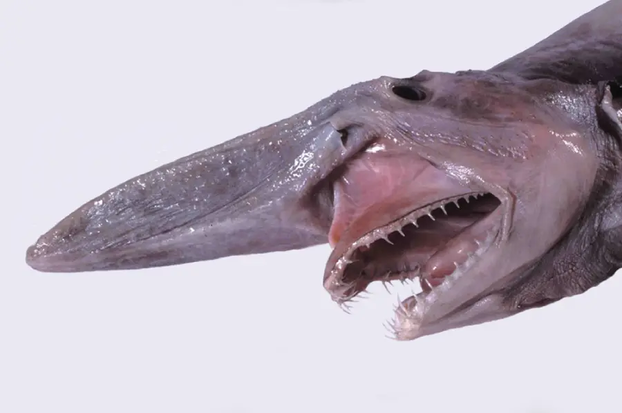 A goblin shark with its long, flat snout and open mouth, displaying sharp, pointed teeth against a plain light background.