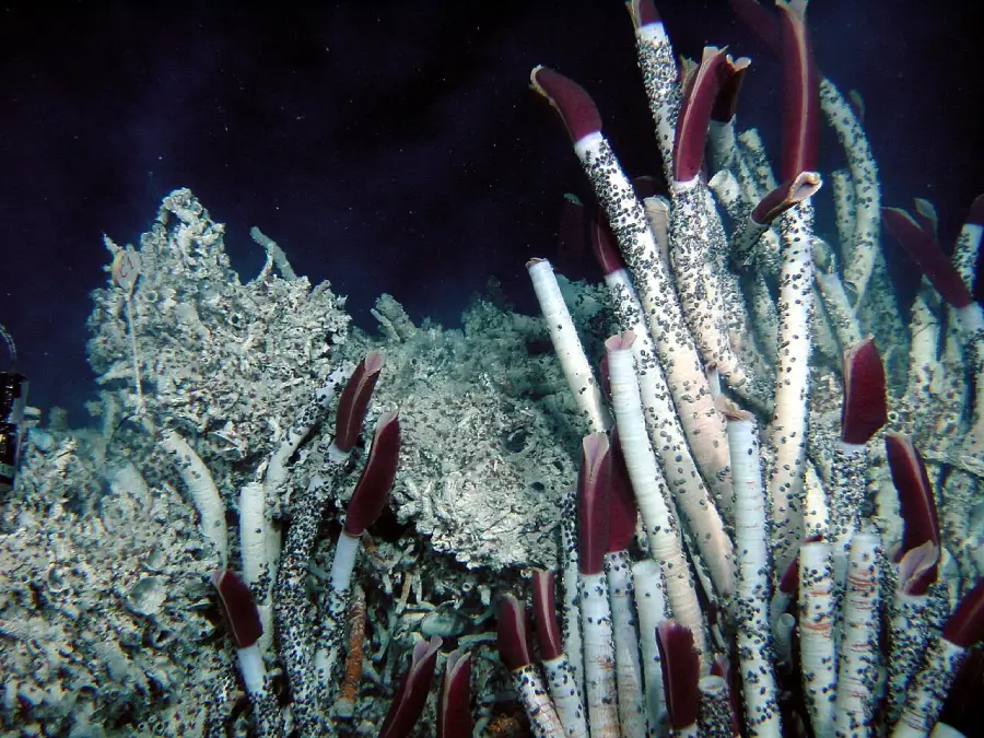 Cluster of tall white tube worms with dark red tips growing on the ocean floor, surrounded by rocky and coral-like formations, set against a dark blue underwater background.