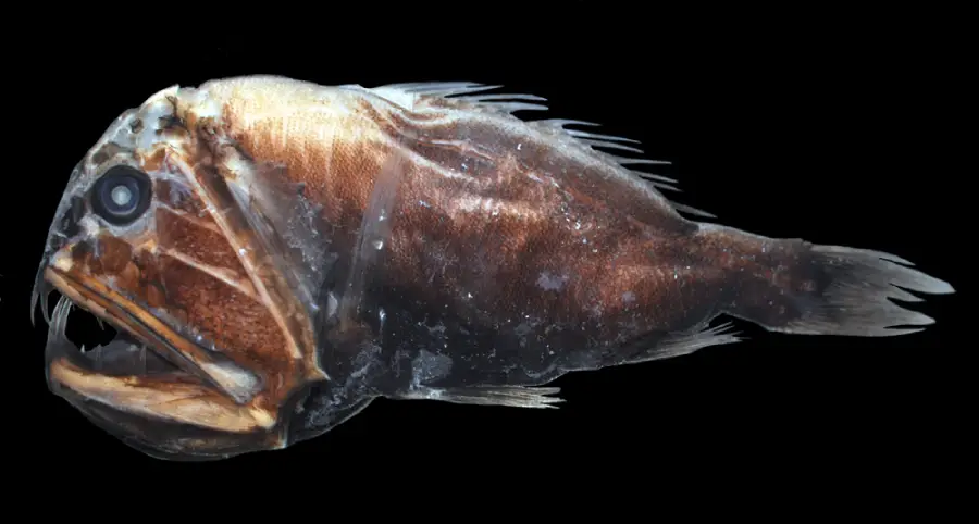 A close-up of a deep-sea fish with a large head, sharp teeth, and dark, rough skin, shown against a black background.