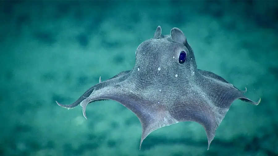 A Dumbo octopus with ear-like fins swims underwater, displaying its wavy arms and large, blue eyes against a blue-green ocean background.