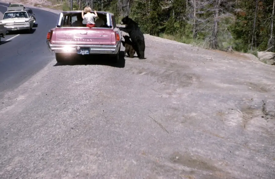 A bear stands on its hind legs with its front paws on the back of a red station wagon, where a person is sitting. The car is parked on a roadside with trees in the background.