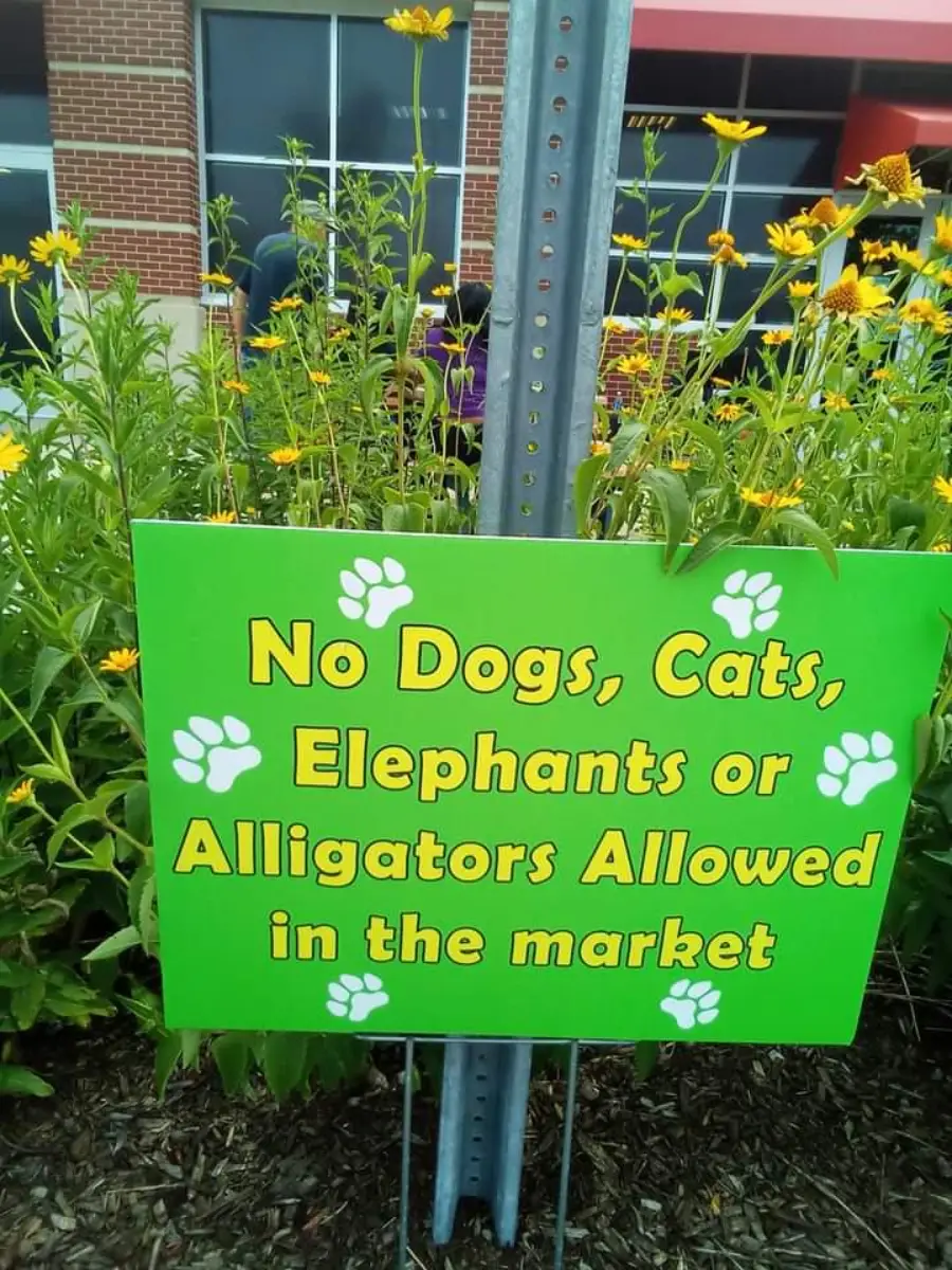 A green sign with white paw prints reads: “No Dogs, Cats, Elephants or Alligators Allowed in the market.” Yellow flowers and greenery are visible behind the sign.