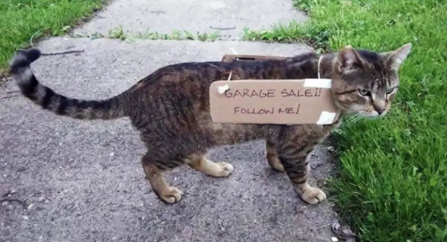 A tabby cat stands on a sidewalk wearing a cardboard sign that reads “GARAGE SALE!! FOLLOW ME!” with grass on both sides of the path.