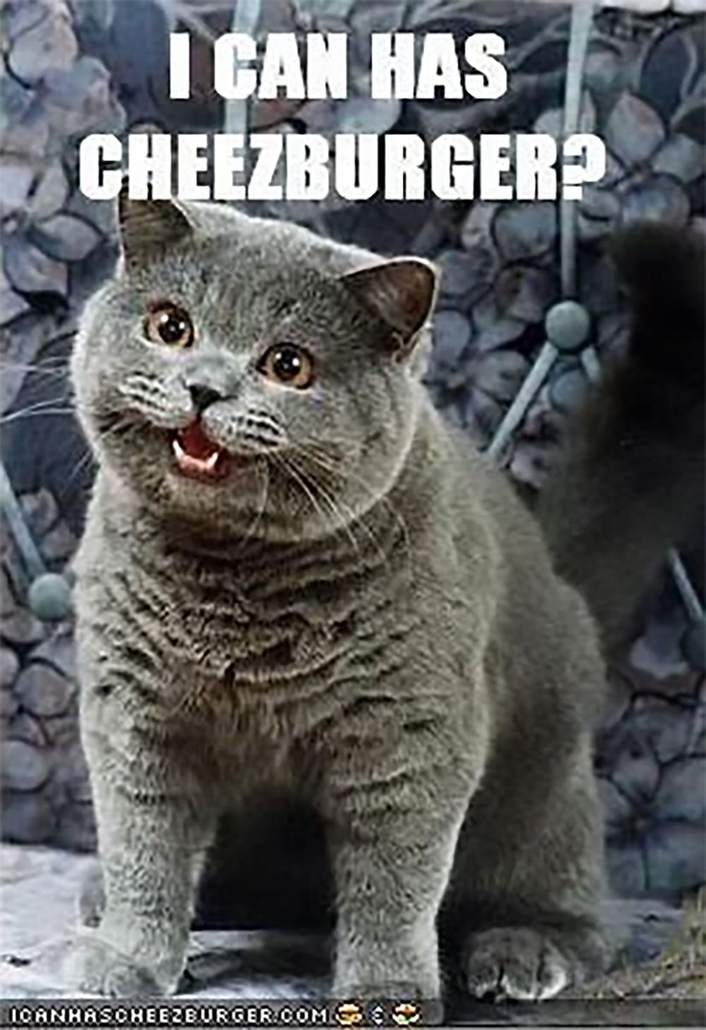 A gray cat with its mouth open sits in front of a patterned background. White text at the top says, “I CAN HAS CHEEZBURGER?” This is a popular meme image from the internet.