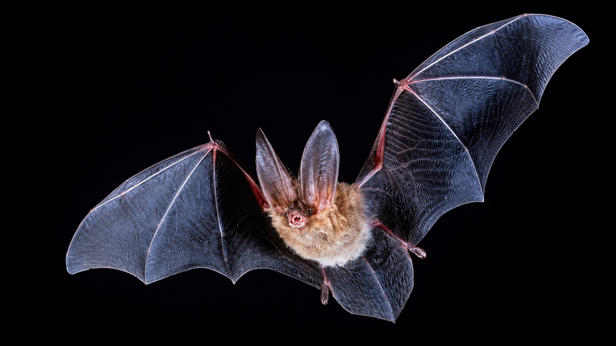 A brown bat with large ears is flying against a black background, its wings fully spread and details of its wing membranes visible.