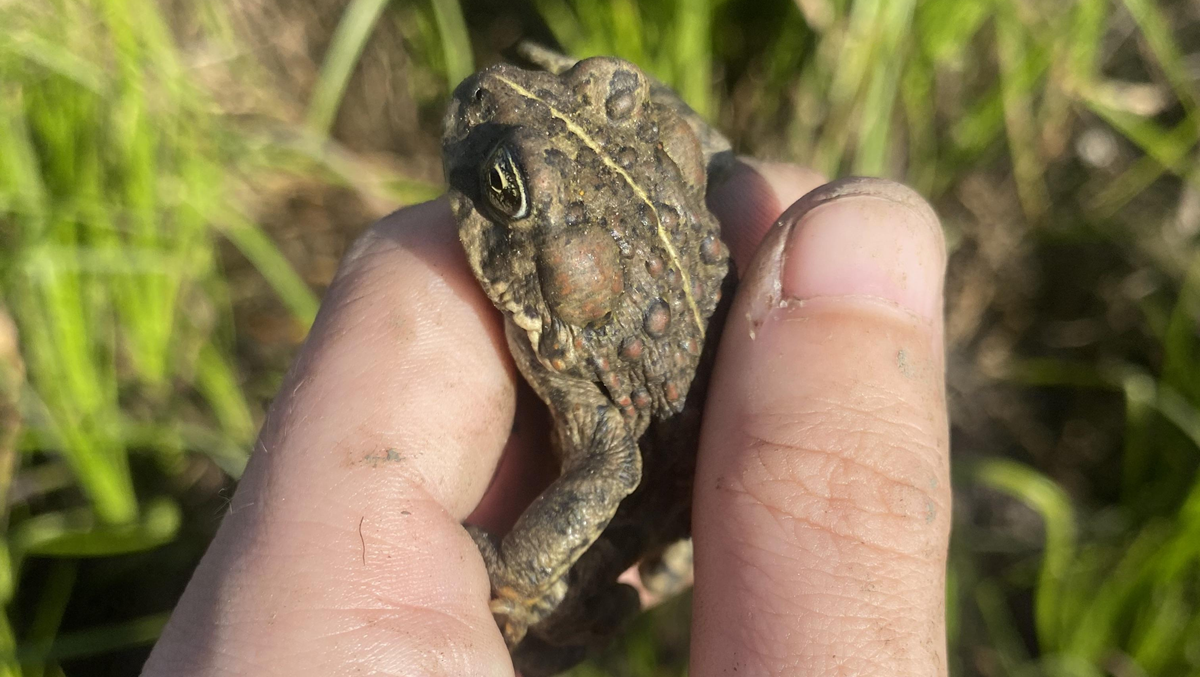 A close-up of a person’s fingers gently holding a brown, bumpy toad with a distinct ridge running down its back, against a background of green grass. myth