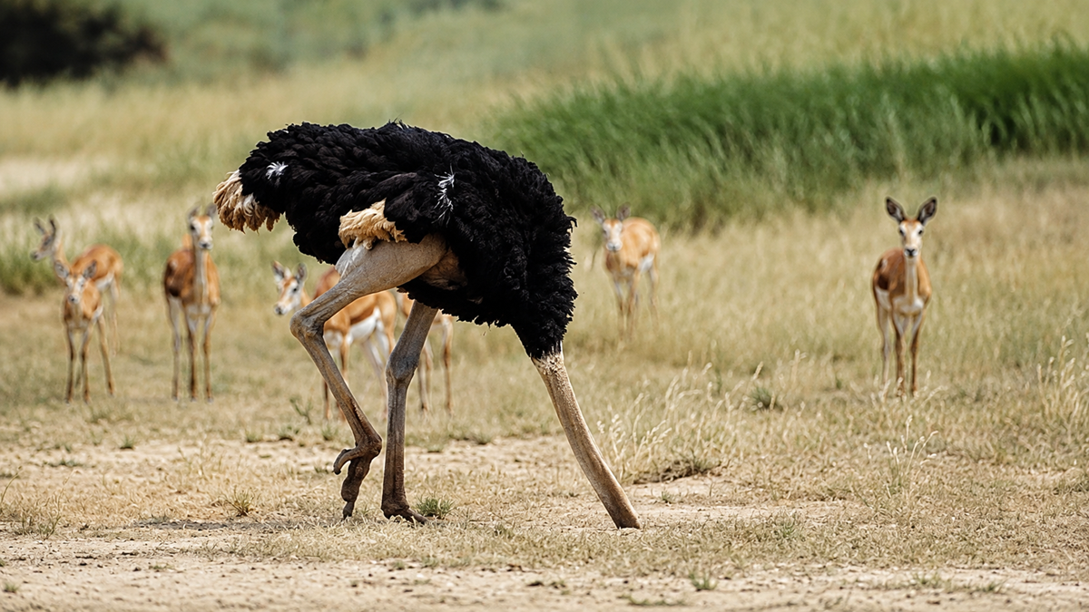 An ostrich stands with its head hidden, surrounded by several gazelles on a grassy plain. The background features tall grass and blurred wildlife.
