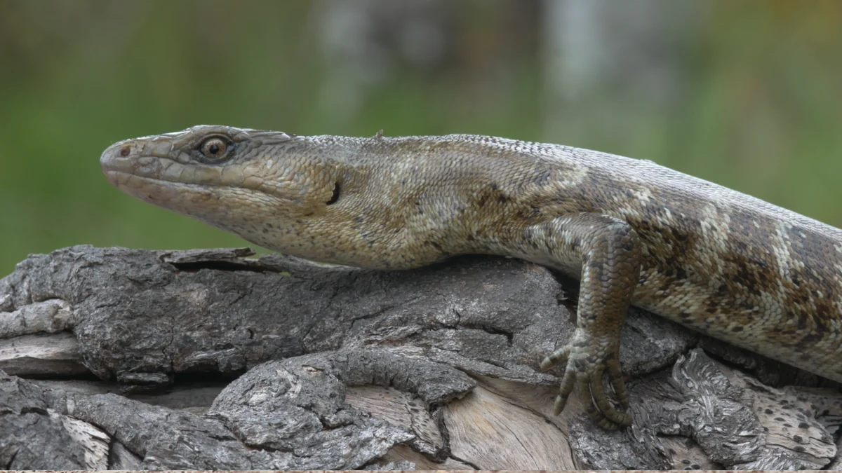 A large, brown and gray lizard rests on a textured piece of bark, blending in with its surroundings. The background is blurred green, suggesting a natural outdoor habitat.