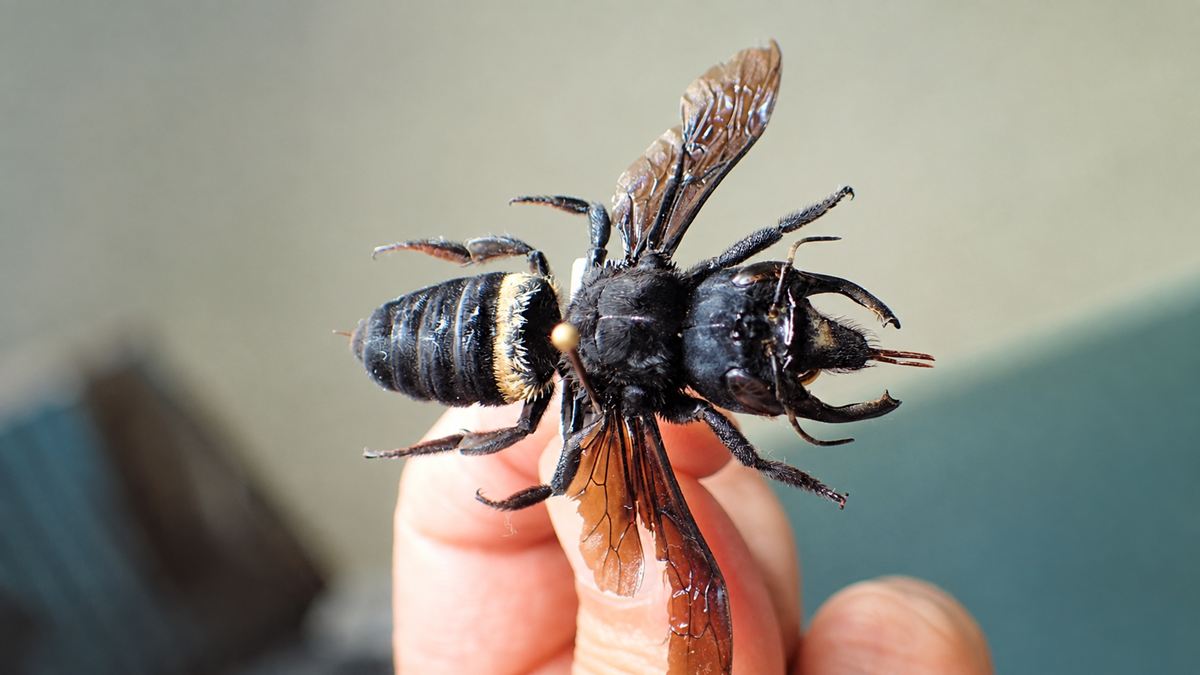 A close-up of a large black insect, possibly a wasp, being held gently by a person’s fingers. The insect has transparent wings and a fuzzy ring near the base of its abdomen.