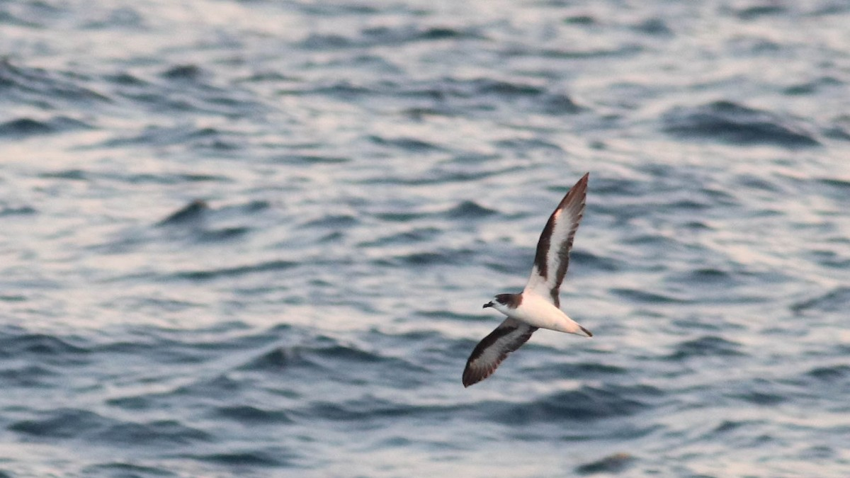 A seabird with outstretched wings glides low over the rippling ocean water, appearing graceful against the blue, wavy background.