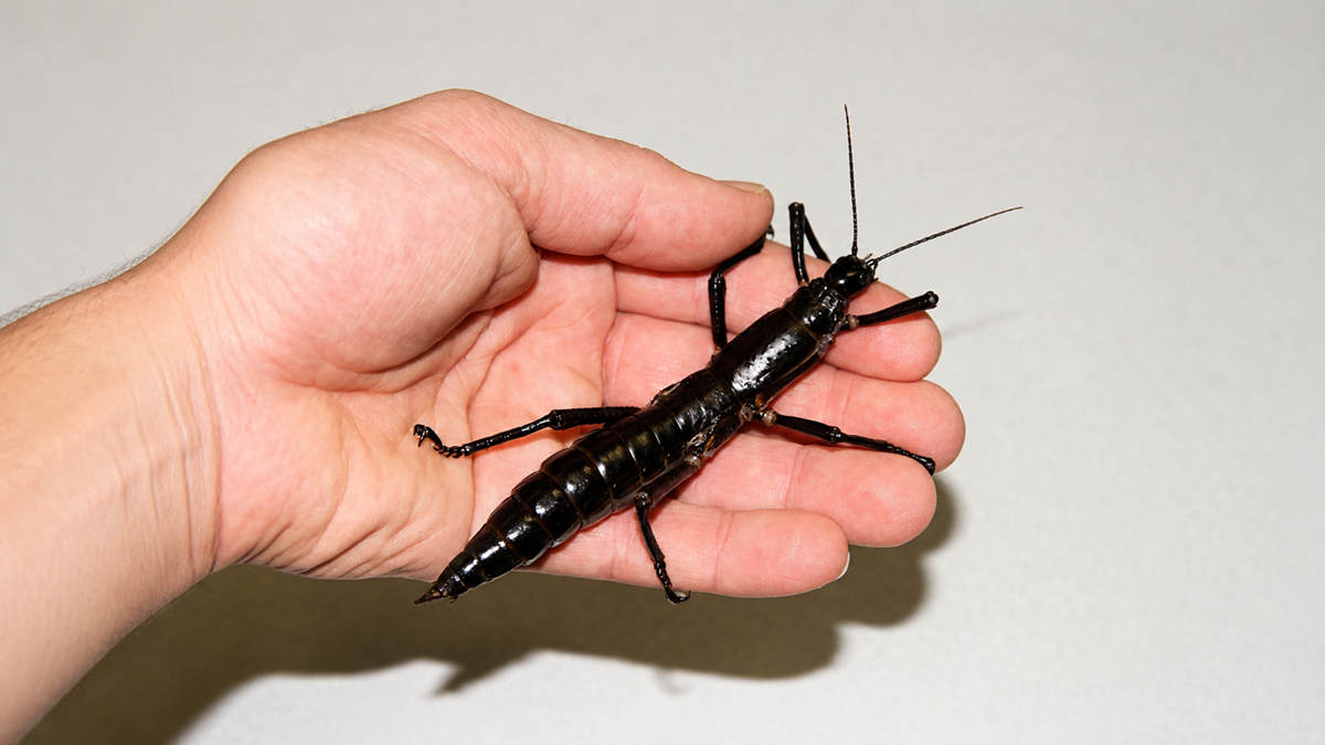 A person’s hand holding a large, shiny black insect with long antennae and segmented body against a plain background.