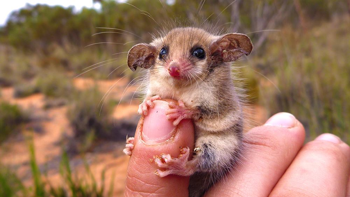 A tiny, wide-eyed marsupial clings to a person’s thumb with its tiny paws, set against a blurred, natural outdoor background.