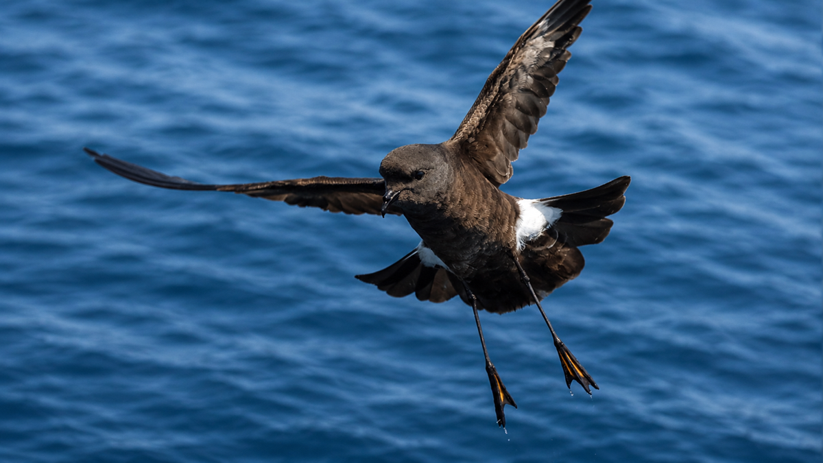 A dark brown seabird with white markings hovers over deep blue ocean water, its wings spread wide and legs dangling downward.