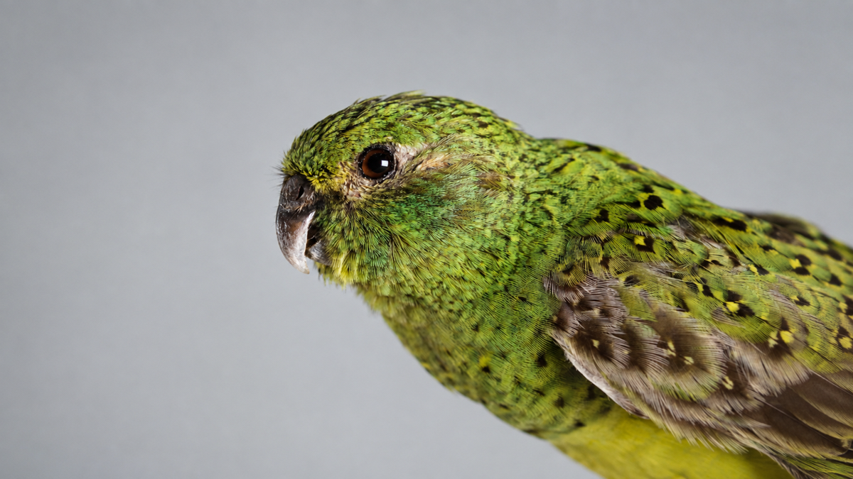 Close-up of a green parrot with speckled markings on its head and wings, facing left against a plain gray background.