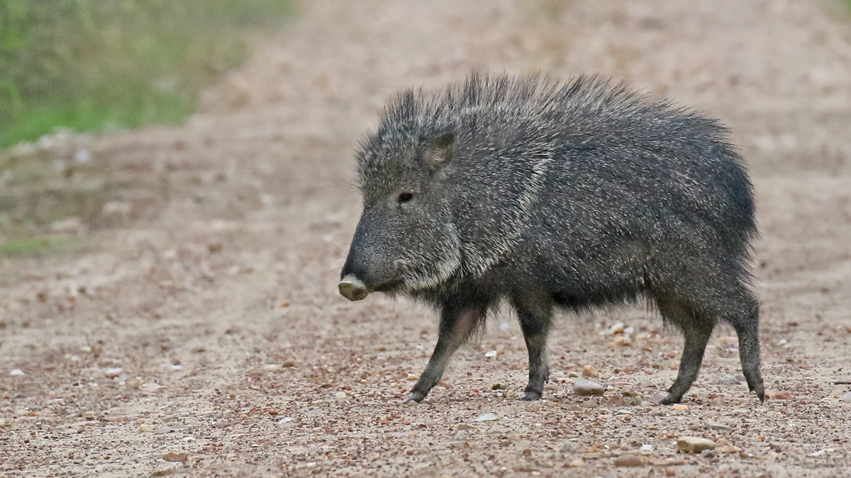 A collared peccary with bristly dark fur walks across a gravel road, surrounded by blurred greenery in the background.
