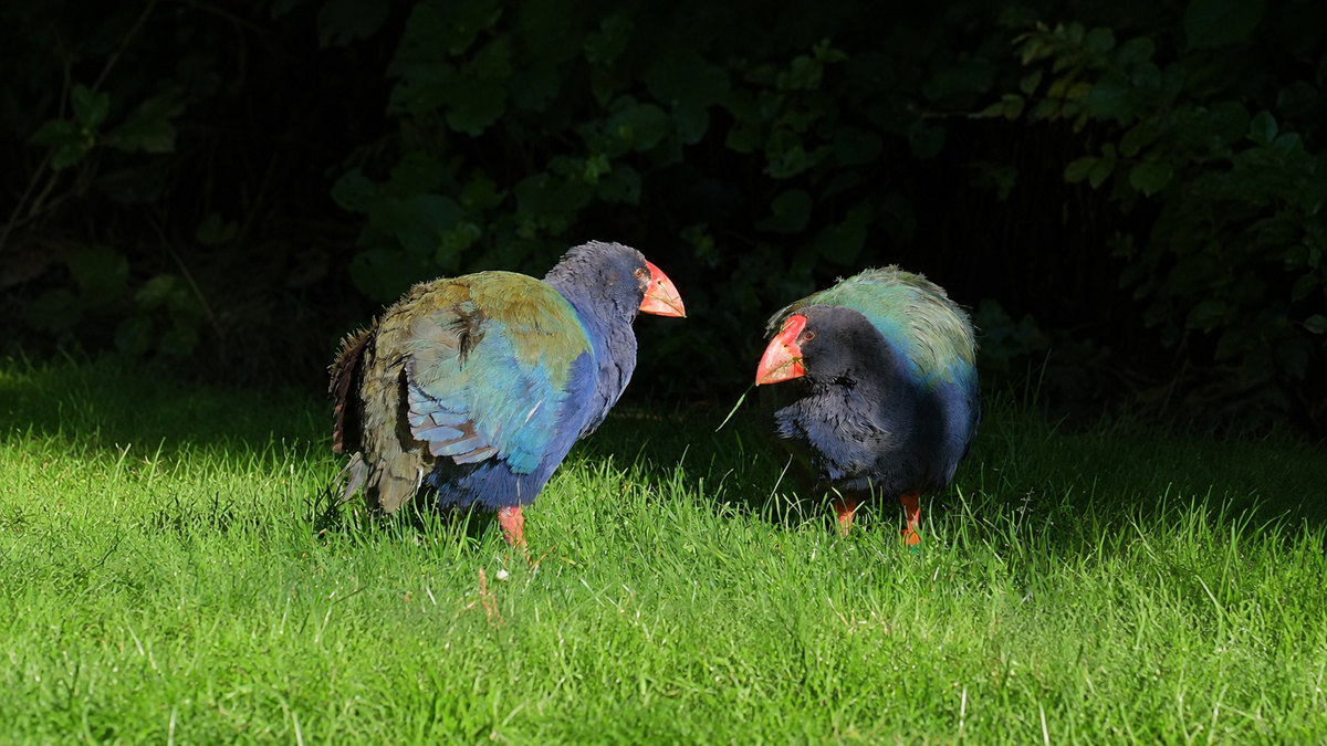 animals