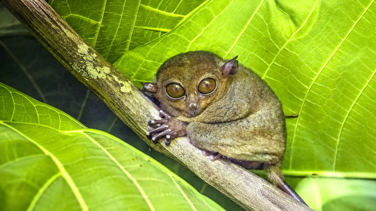 A small tarsier with large round eyes clings to a tree branch, surrounded by bright green leaves.