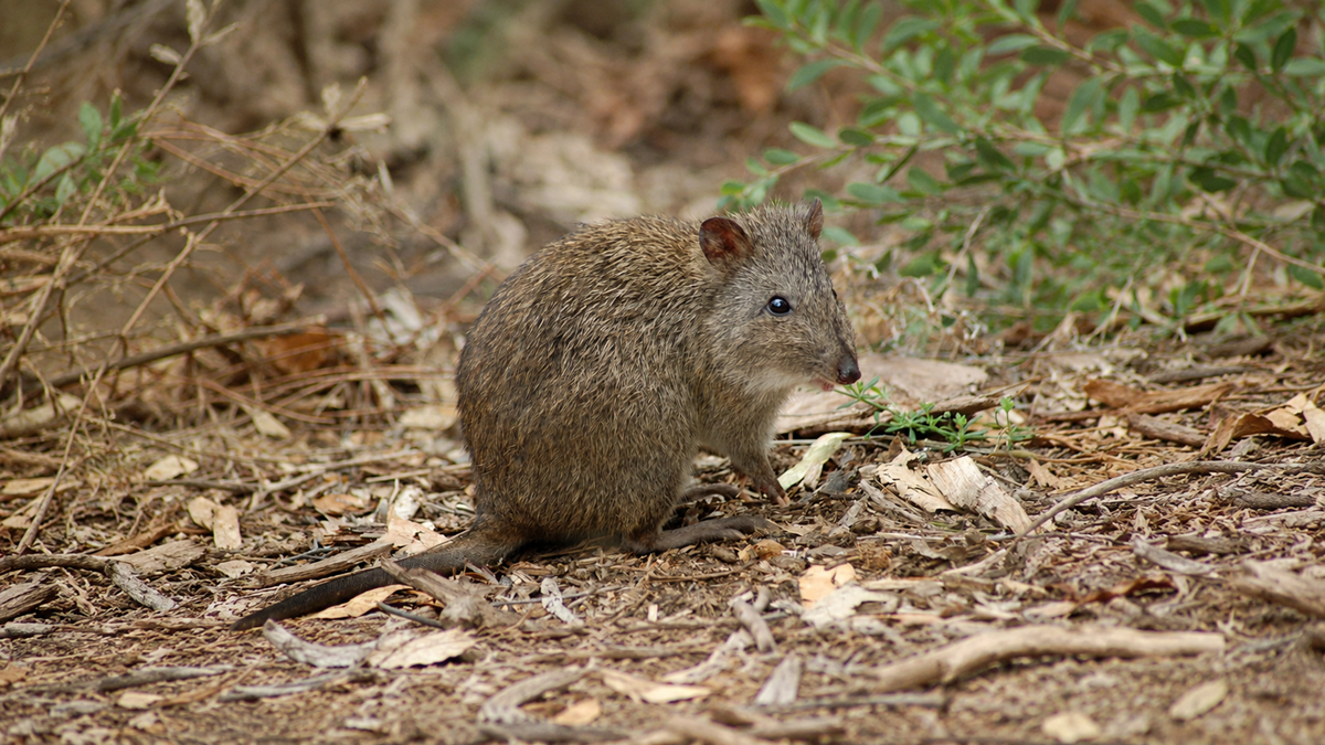 A small, brown, furry marsupial sits on the ground amid dry leaves and twigs, surrounded by some green plants and shrubs in a natural outdoor setting.