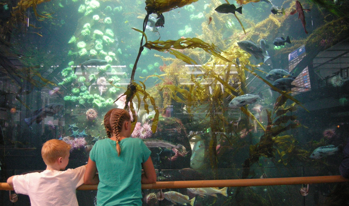 Two children stand at a railing, looking into a large aquarium filled with fish, kelp, and other sea life. Bright light filters through the water, highlighting the underwater scene.
