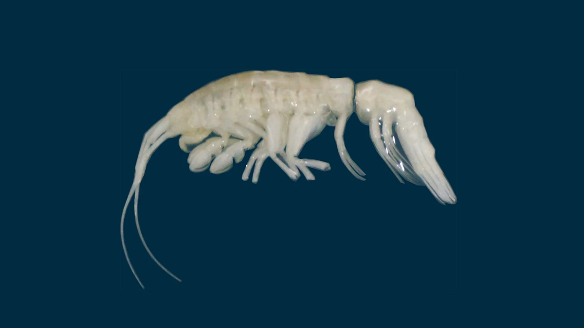A translucent, pale crustacean with long antennae and multiple legs is shown against a solid dark blue background.