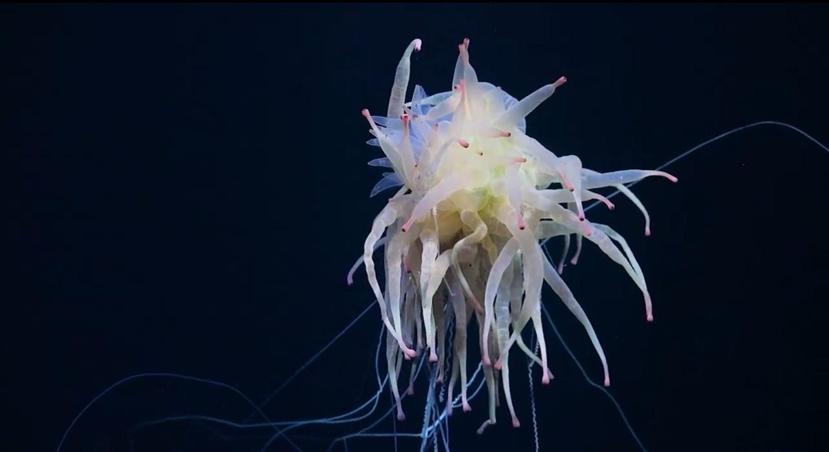 A translucent jellyfish-like sea creature with long, thin, trailing tentacles and pink-tipped appendages floats against a dark underwater background.