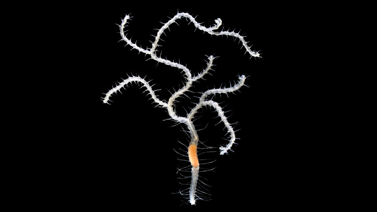 A brittle star with long, slender, spiny arms extends from a central disk, displayed on a black background. The arms appear white and the central area has an orange hue.