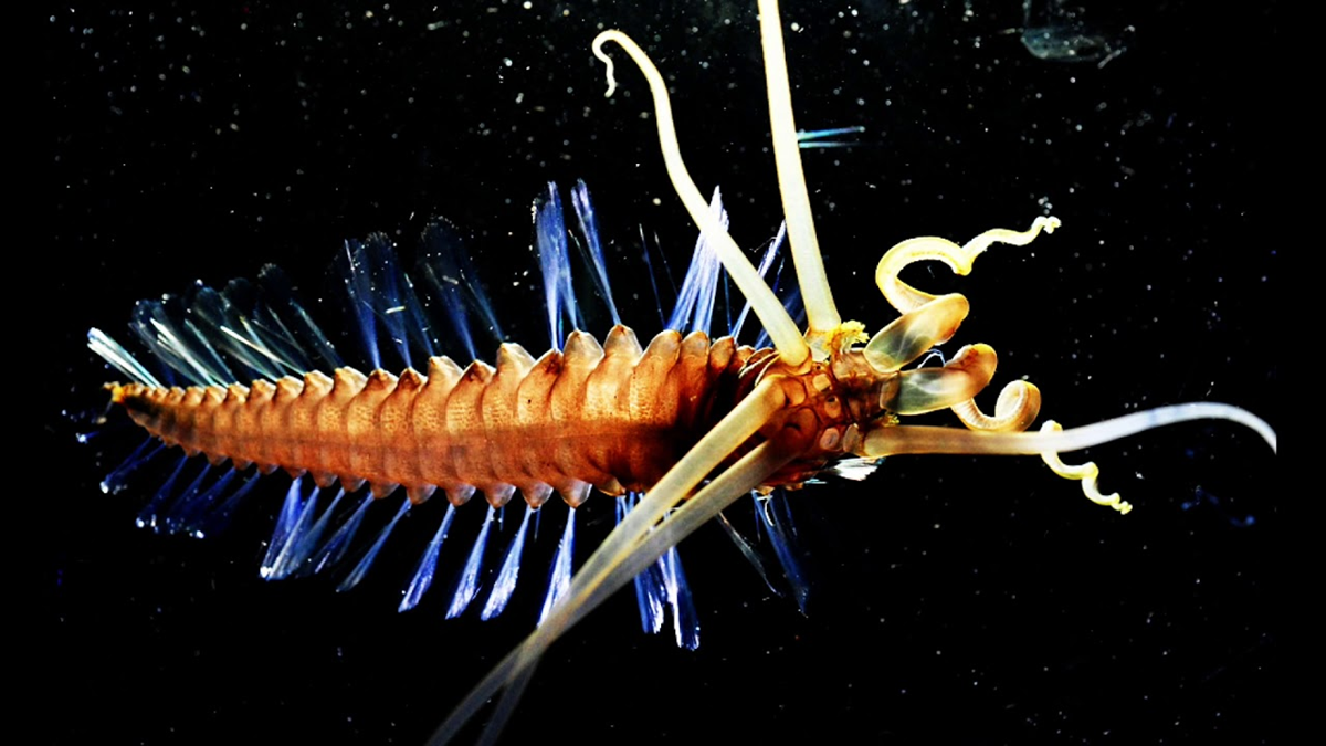 A deep-sea marine worm with a segmented orange body, blue bristle-like appendages, and long, white, curly tentacles against a dark, speckled background.