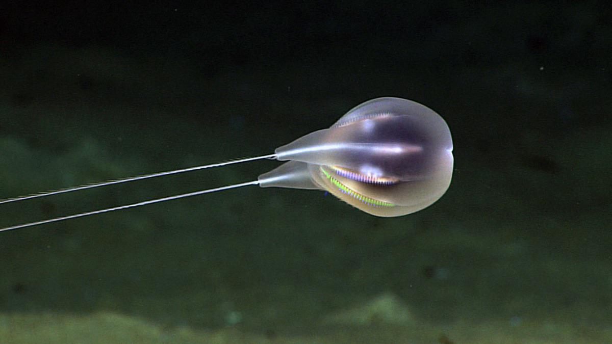 A translucent comb jelly floats in deep water, displaying faint iridescent colors along its body, with two long, thin trailing tentacles behind it and a dark, blurred ocean backdrop.